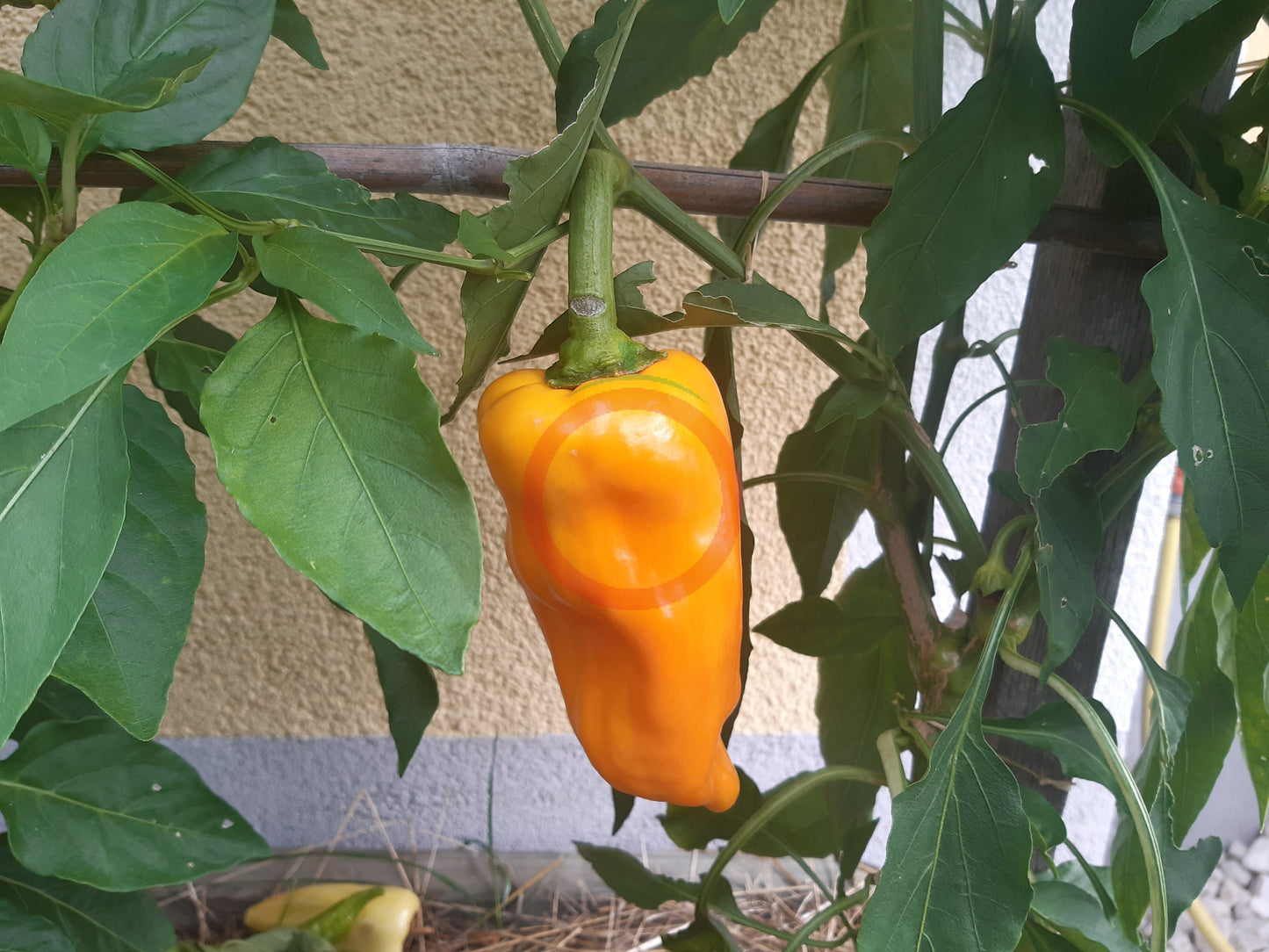 Zolotoy Lapot DER TOMATENFLÜSTERER