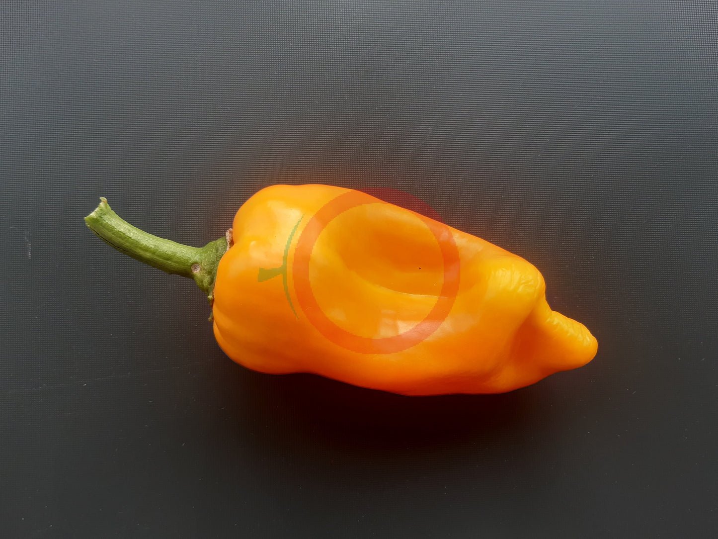 Zolotoy Lapot DER TOMATENFLÜSTERER