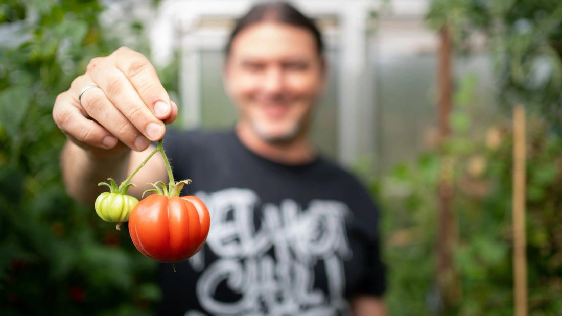 Meine Geschichte hinter den Tomaten DER TOMATENFLÜSTERER