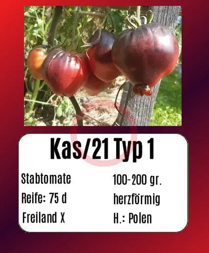 Kas/21 Typ 1 DER TOMATENFLÜSTERER