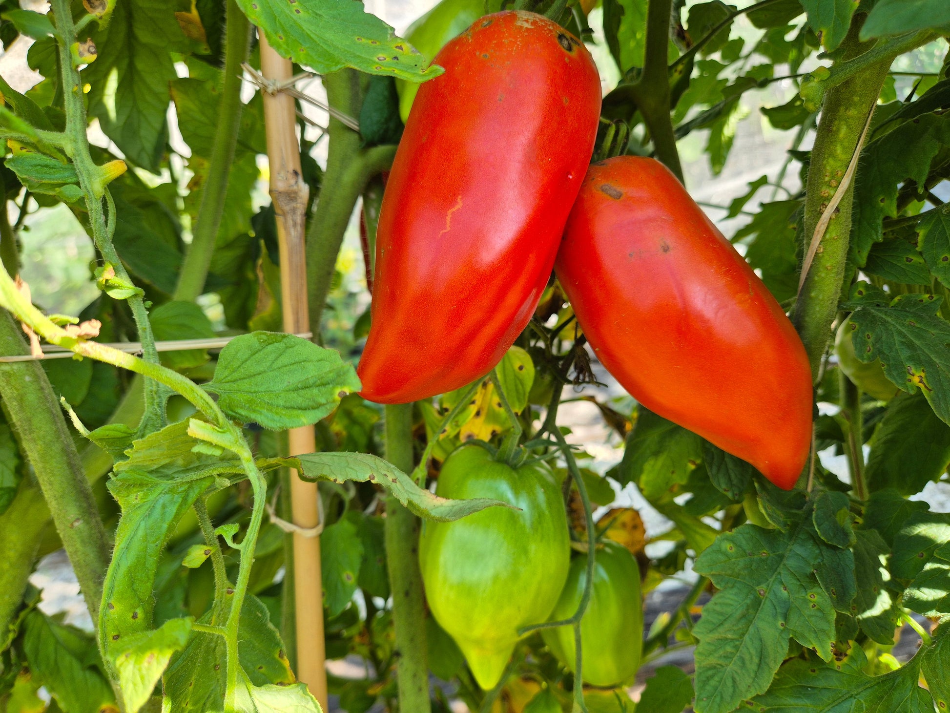 Abbattista Paste DER TOMATENFLÜSTERER