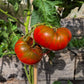 Abraham Brown DER TOMATENFLÜSTERER