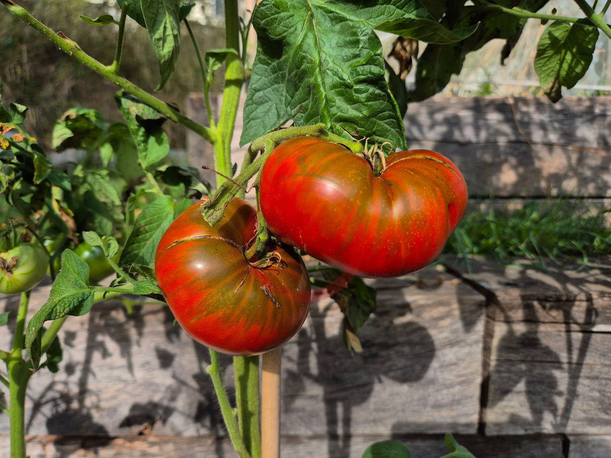 Abraham Brown DER TOMATENFLÜSTERER