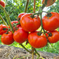 Abraham Lincoln DER TOMATENFLÜSTERER