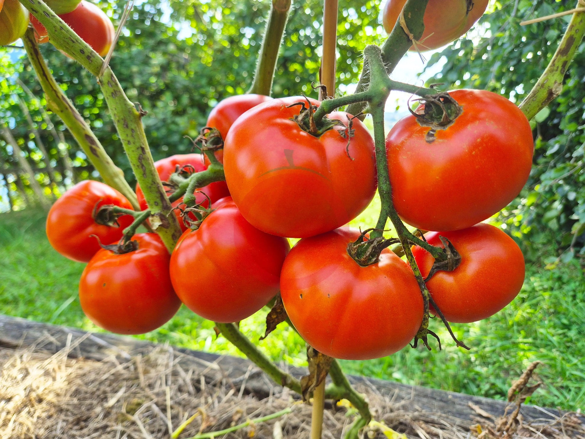 Abraham Lincoln DER TOMATENFLÜSTERER