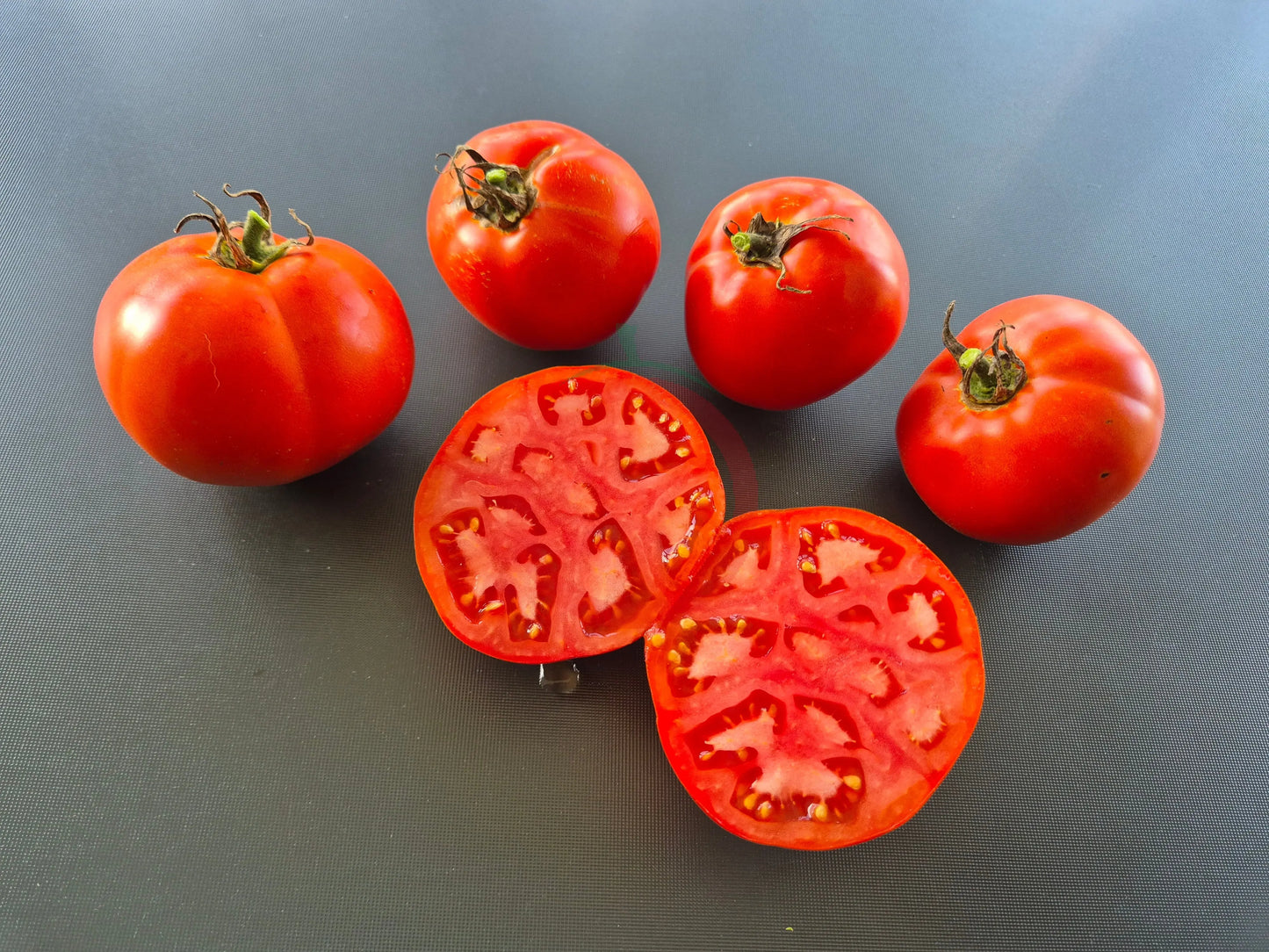 Abraham Lincoln DER TOMATENFLÜSTERER