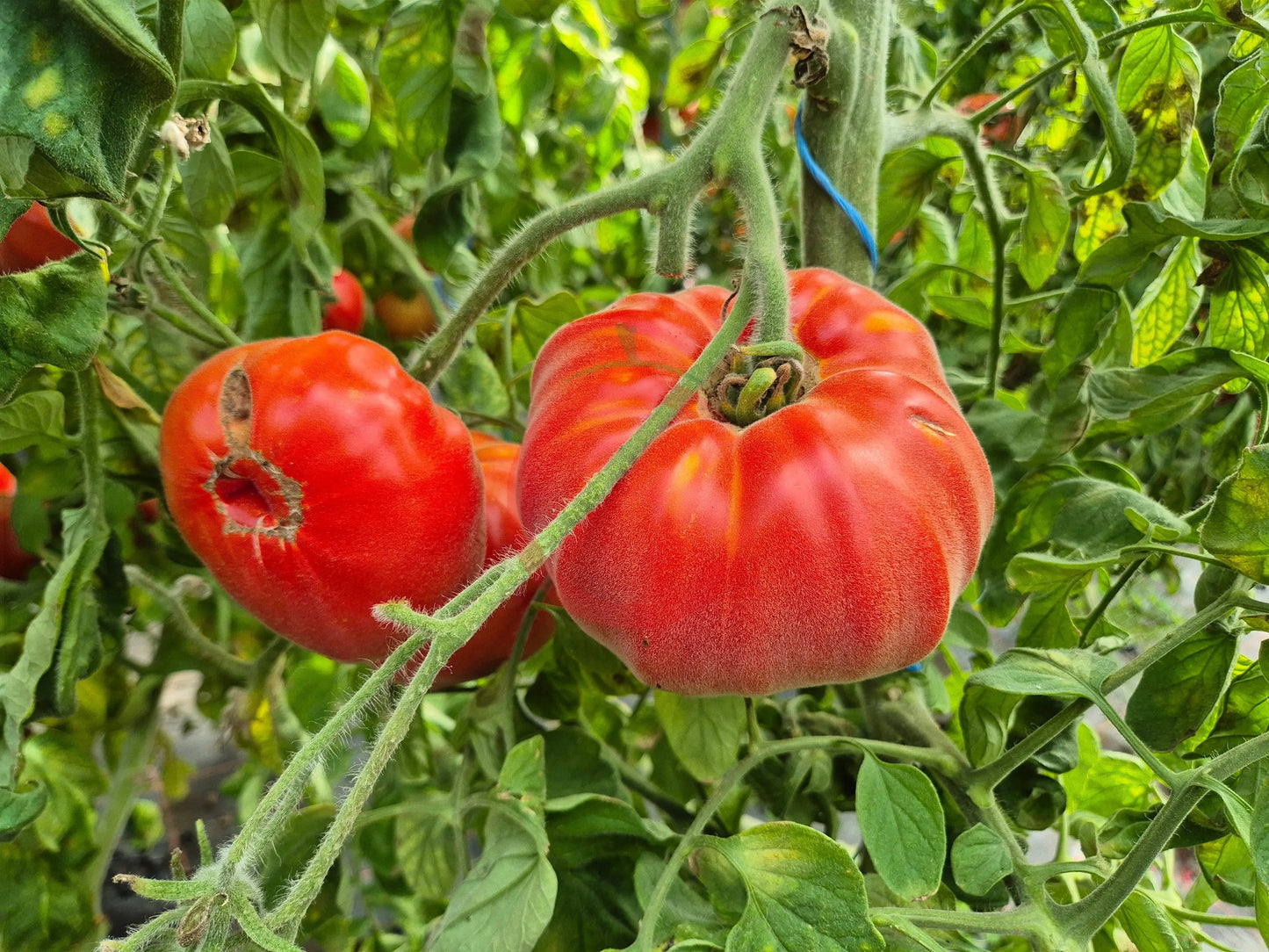 Abrikos DER TOMATENFLÜSTERER