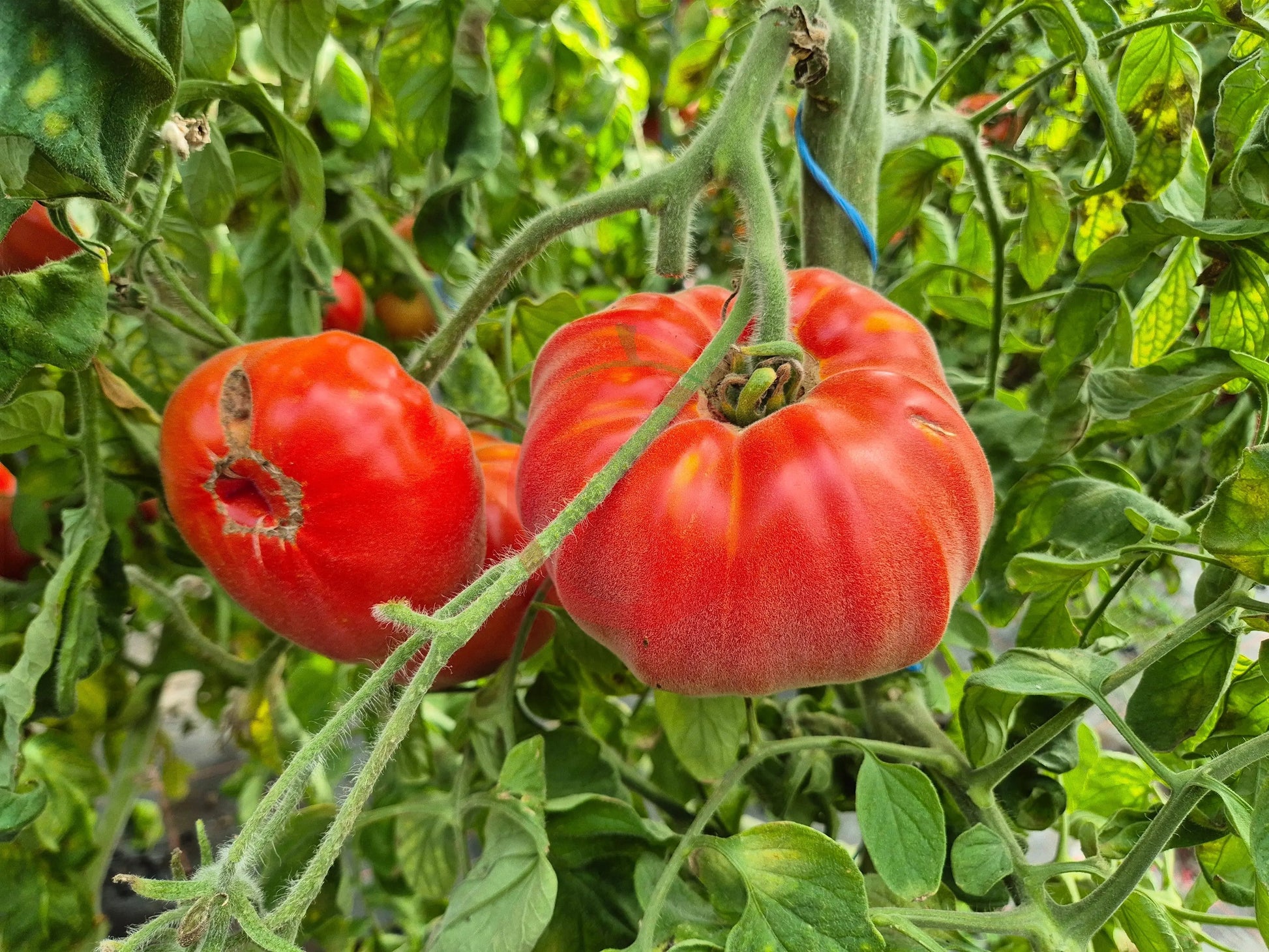 Abrikos DER TOMATENFLÜSTERER