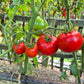 Abu Rawan DER TOMATENFLÜSTERER