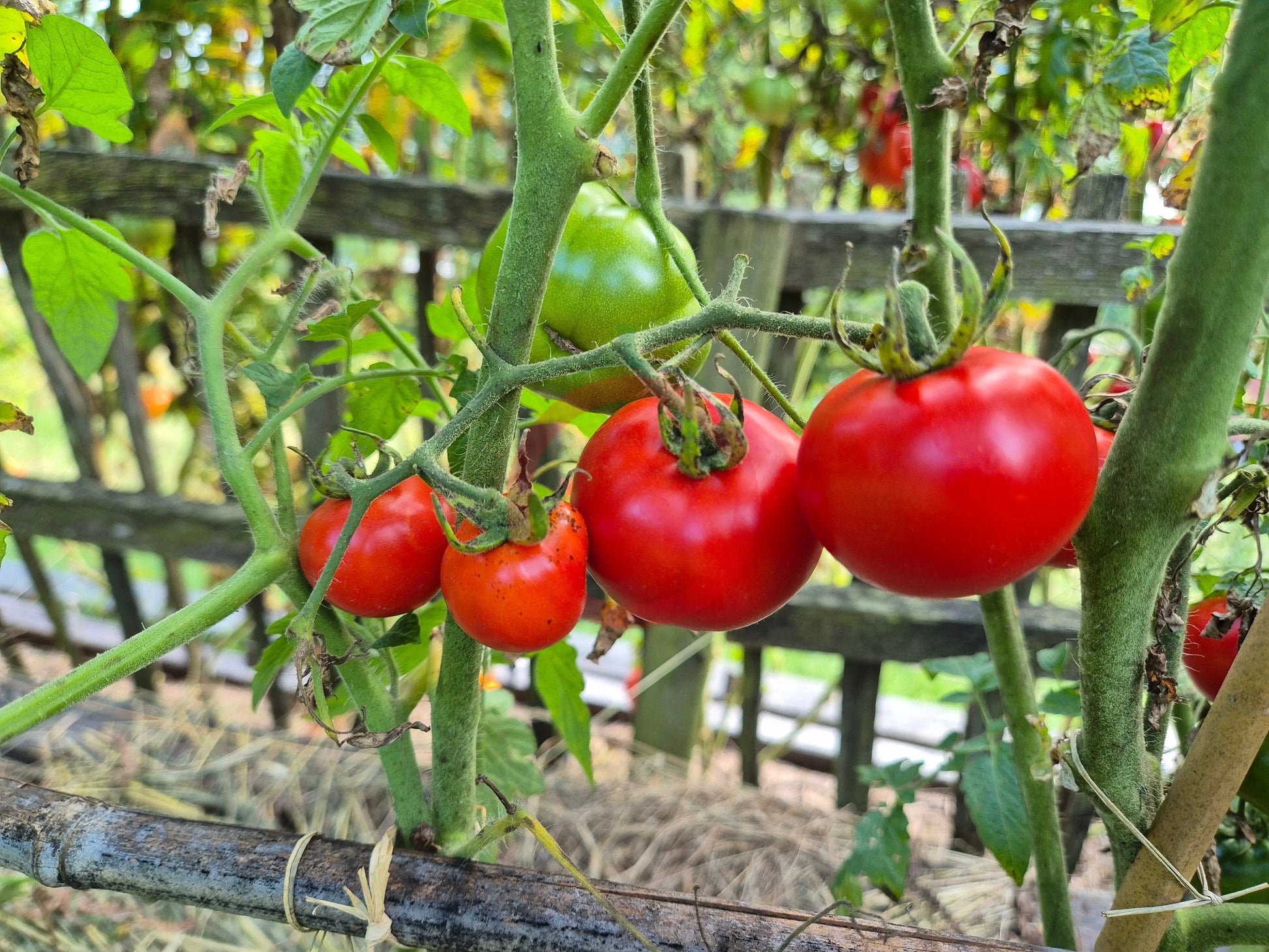 Abu Rawan DER TOMATENFLÜSTERER