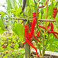 Aci Sivri DER TOMATENFLÜSTERER