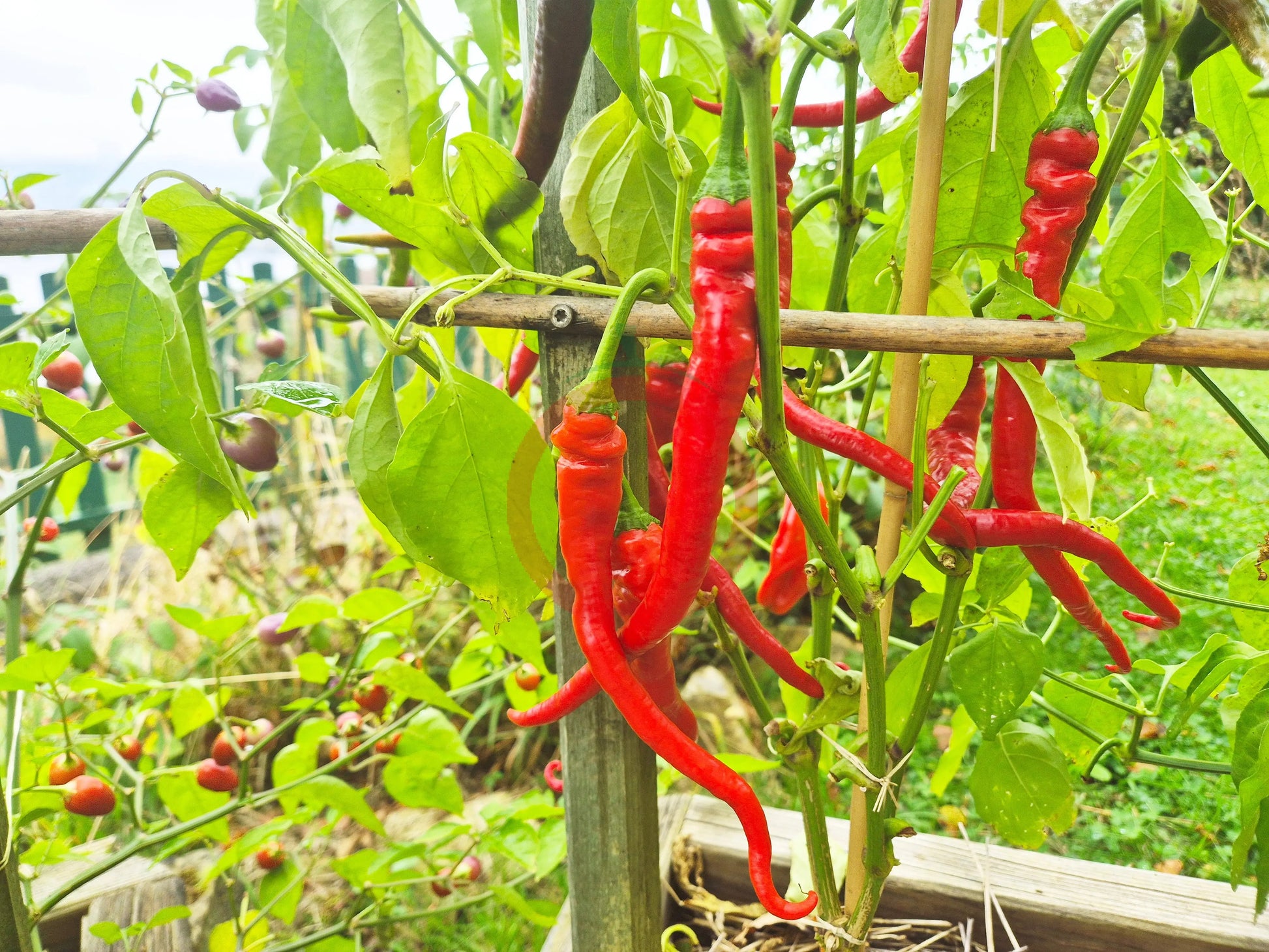Aci Sivri DER TOMATENFLÜSTERER