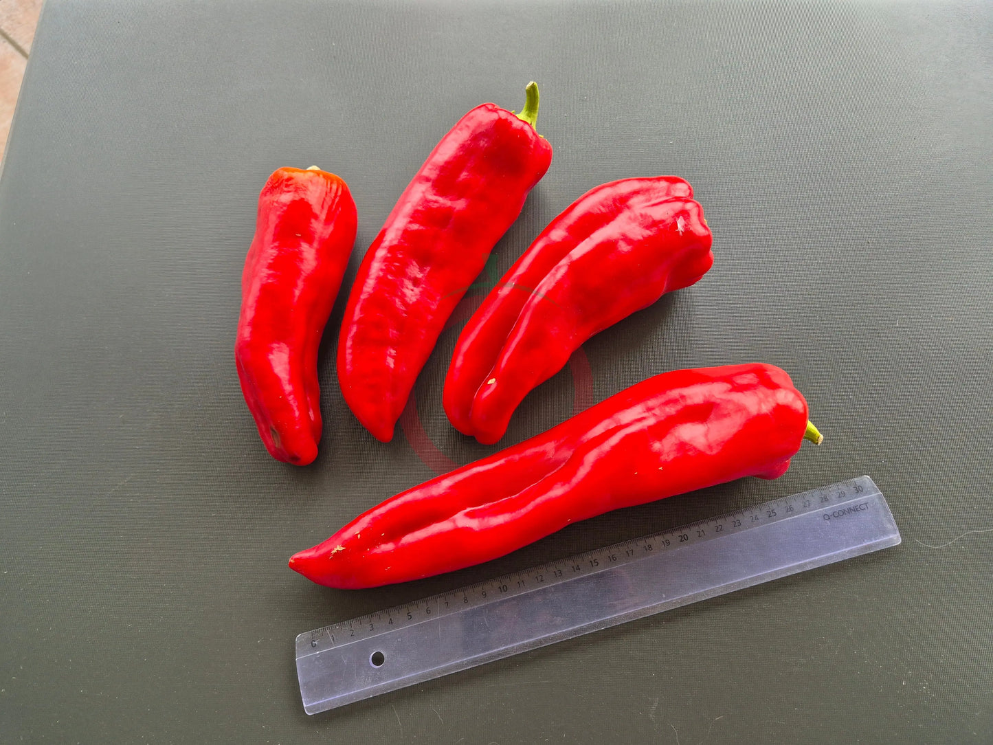 Aconcagua DER TOMATENFLÜSTERER