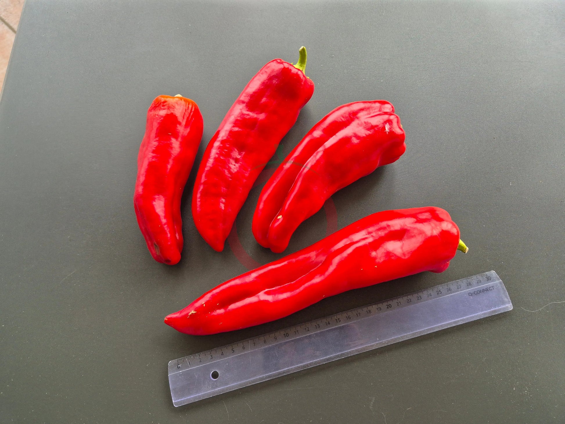 Aconcagua DER TOMATENFLÜSTERER