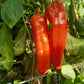 Aconcagua DER TOMATENFLÜSTERER