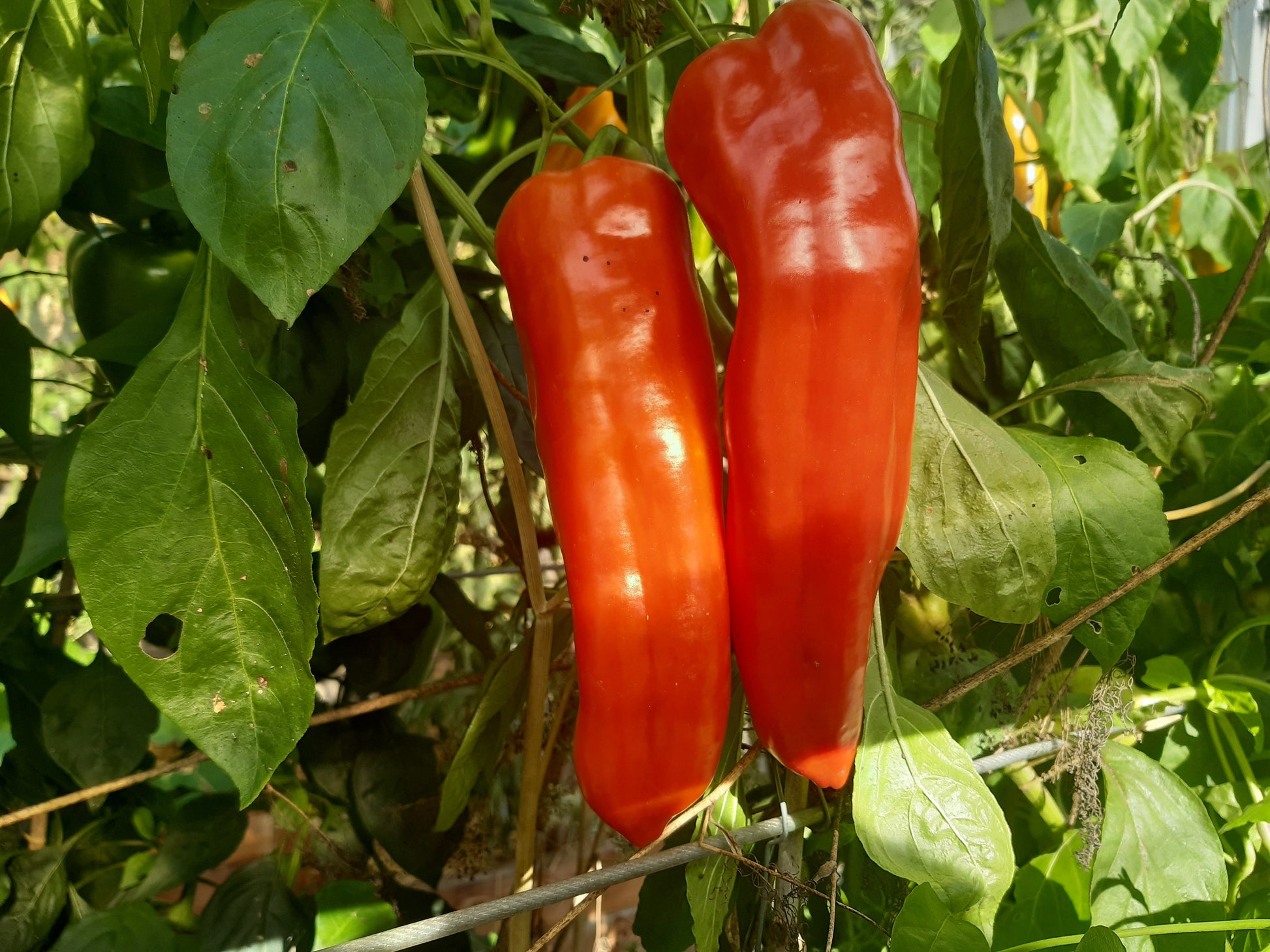 Aconcagua DER TOMATENFLÜSTERER