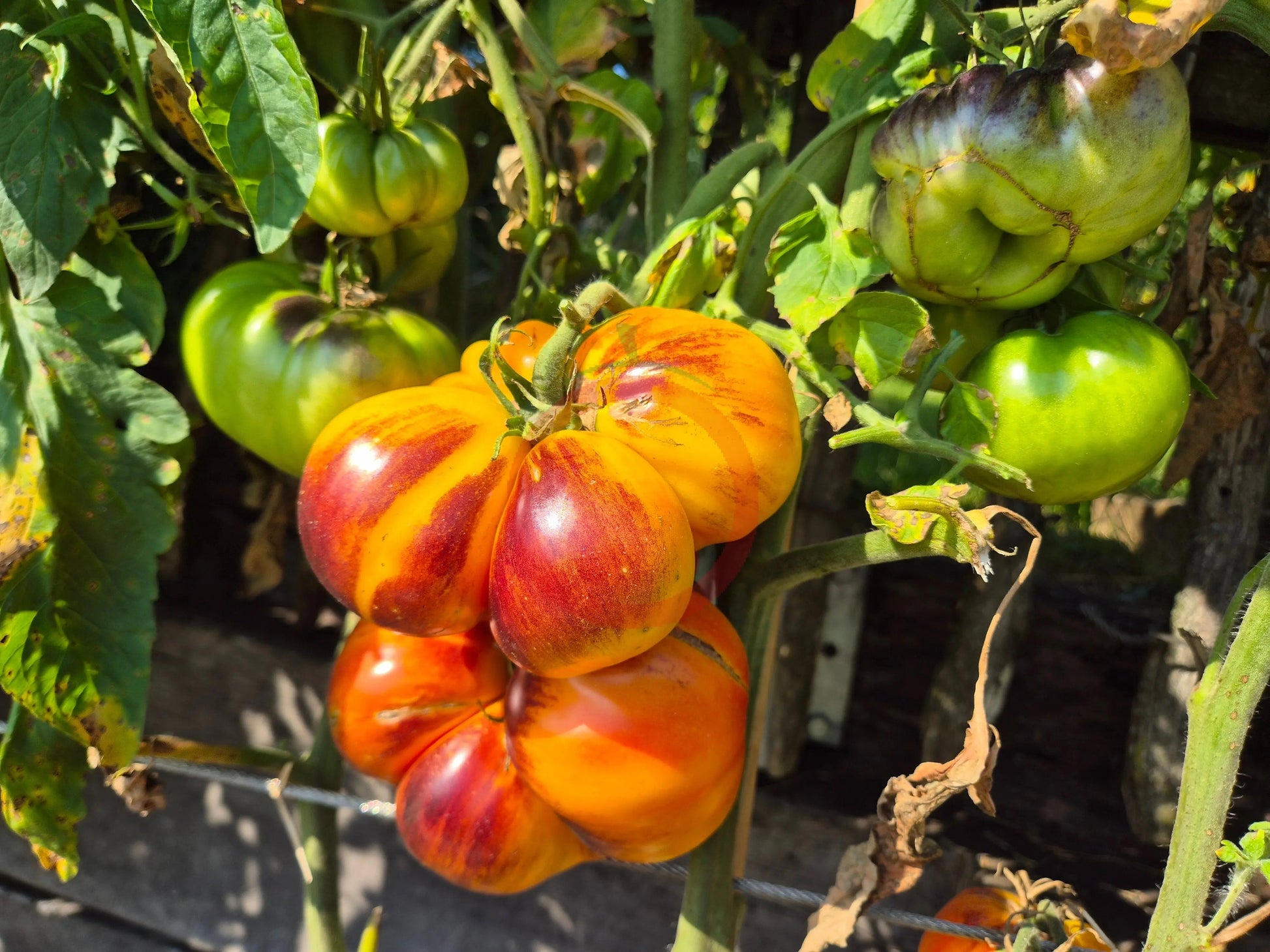 Afternoon Delight DER TOMATENFLÜSTERER