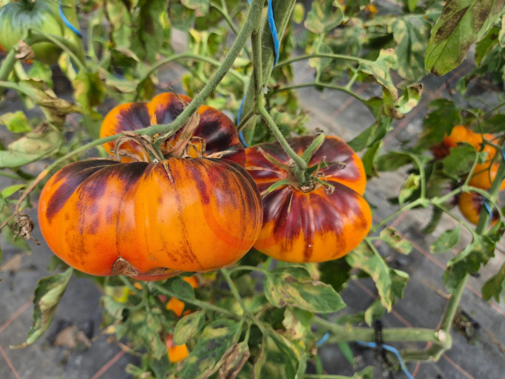 Afternoon Delight DER TOMATENFLÜSTERER