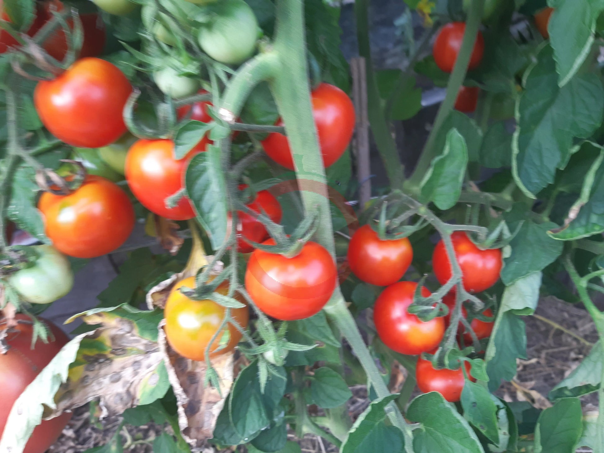 Ailsa Craig DER TOMATENFLÜSTERER
