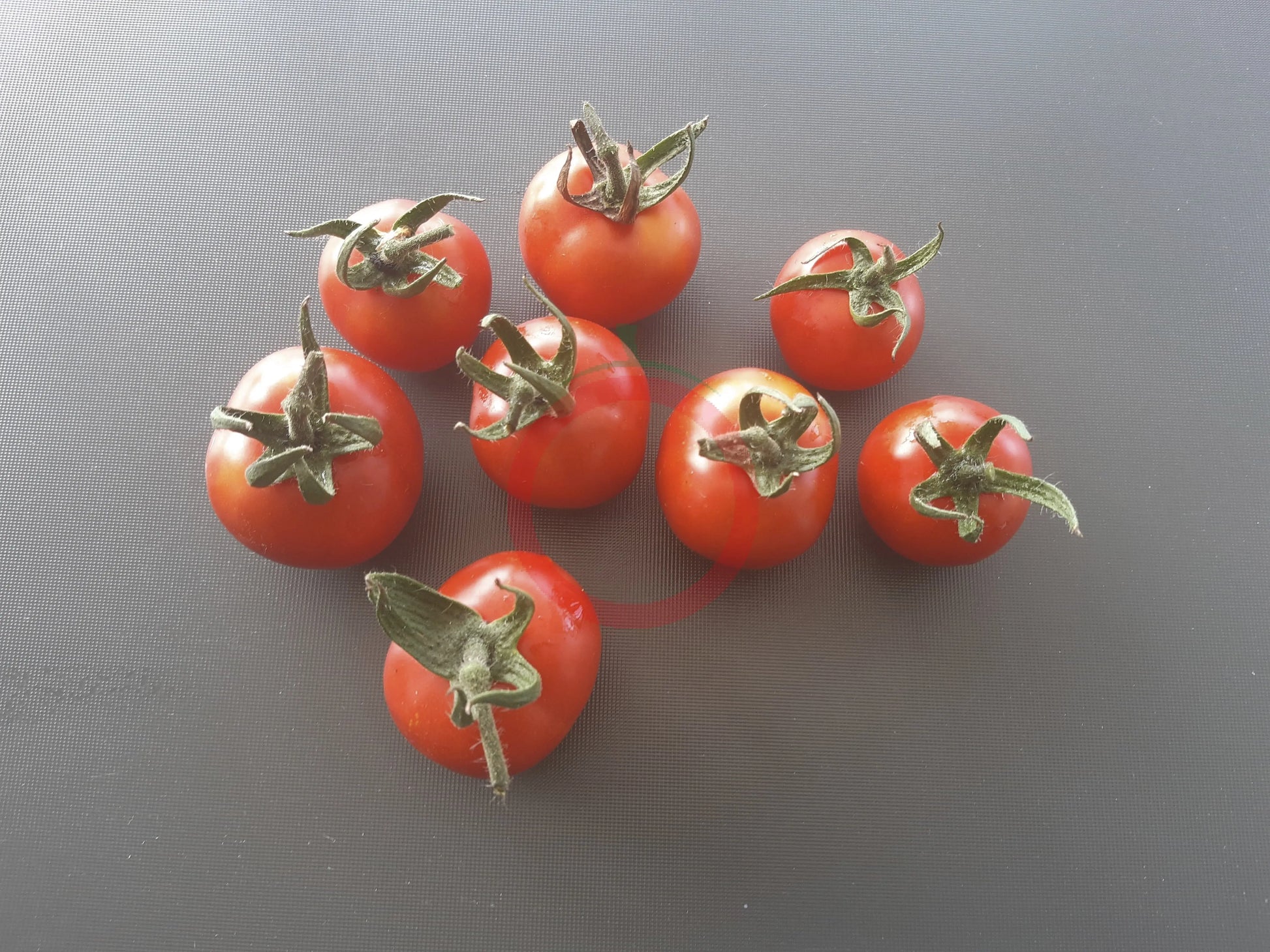 Ailsa Craig DER TOMATENFLÜSTERER