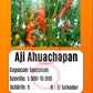 Aji Ahuachapan DER TOMATENFLÜSTERER