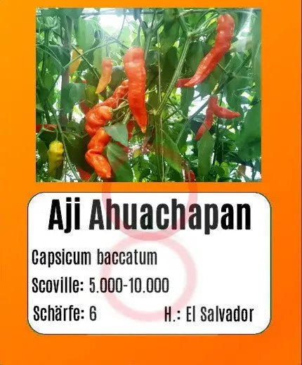 Aji Ahuachapan DER TOMATENFLÜSTERER