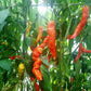 Aji Ahuachapan DER TOMATENFLÜSTERER