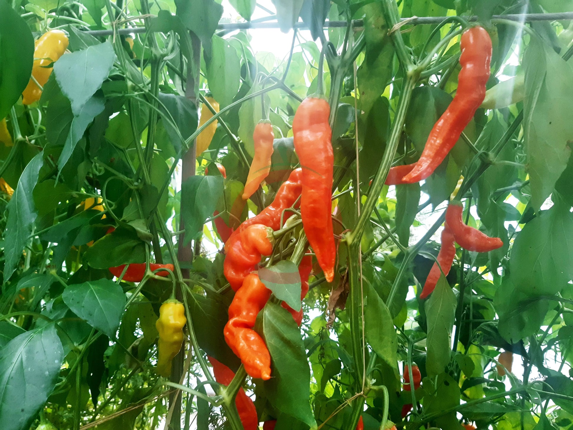 Aji Ahuachapan DER TOMATENFLÜSTERER