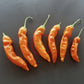 Aji Ahuachapan DER TOMATENFLÜSTERER