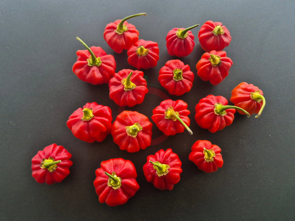 Aji Cachucha Purple Splotch DER TOMATENFLÜSTERER