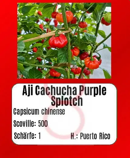 Aji Cachucha Purple Splotch DER TOMATENFLÜSTERER