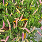 Aji Challuaruro Amarillo DER TOMATENFLÜSTERER