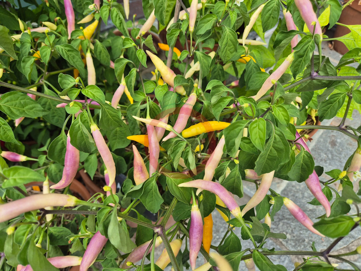 Aji Challuaruro Amarillo DER TOMATENFLÜSTERER
