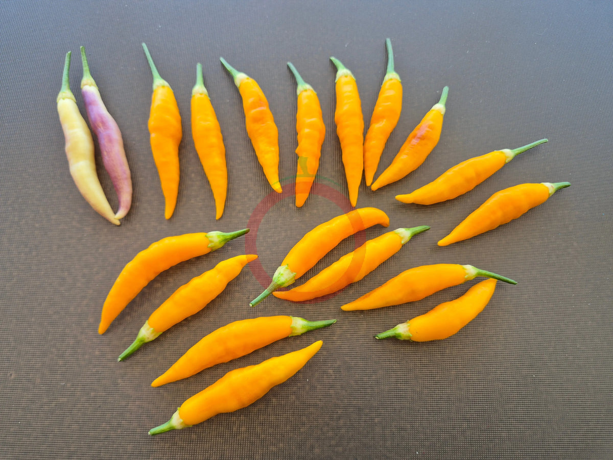 Aji Challuaruro Amarillo DER TOMATENFLÜSTERER