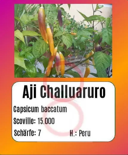 Aji Challuaruro Amarillo DER TOMATENFLÜSTERER
