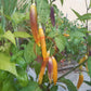 Aji Challuaruro Amarillo DER TOMATENFLÜSTERER