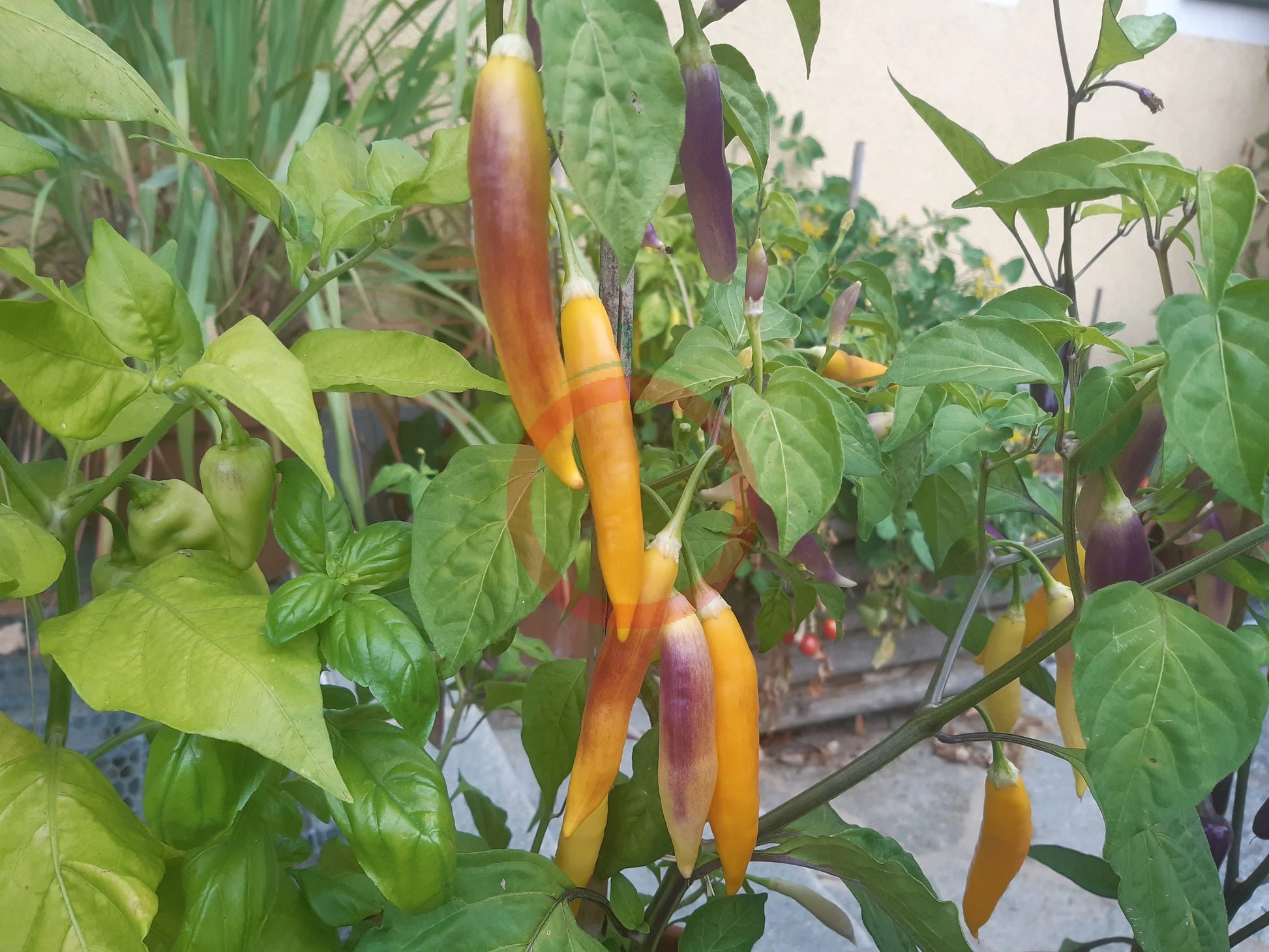 Aji Challuaruro Amarillo DER TOMATENFLÜSTERER