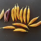 Aji Challuaruro Amarillo DER TOMATENFLÜSTERER