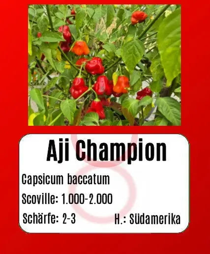 Aji Champion DER TOMATENFLÜSTERER