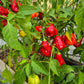 Aji Champion DER TOMATENFLÜSTERER