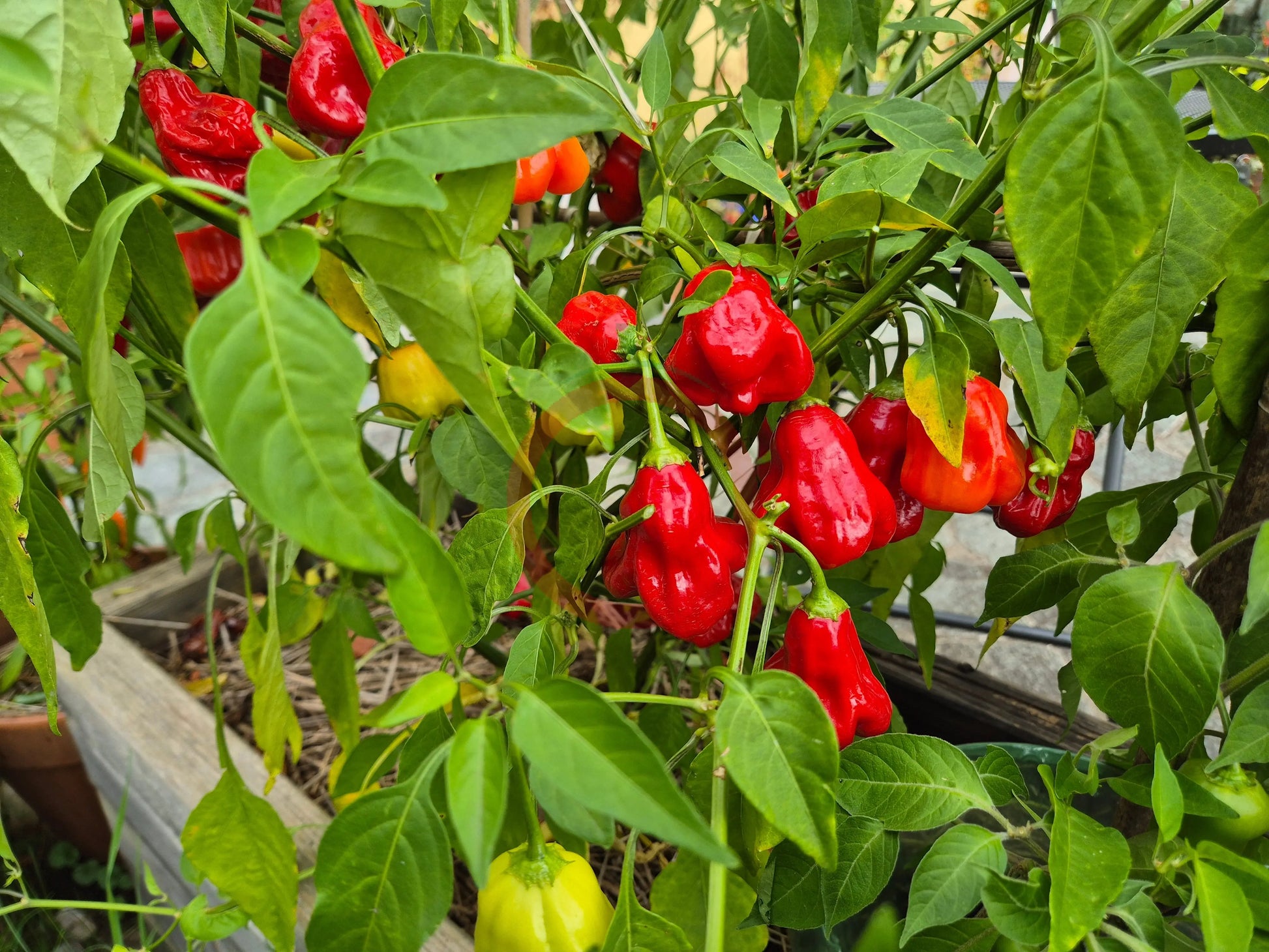 Aji Champion DER TOMATENFLÜSTERER