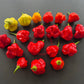 Aji Champion DER TOMATENFLÜSTERER