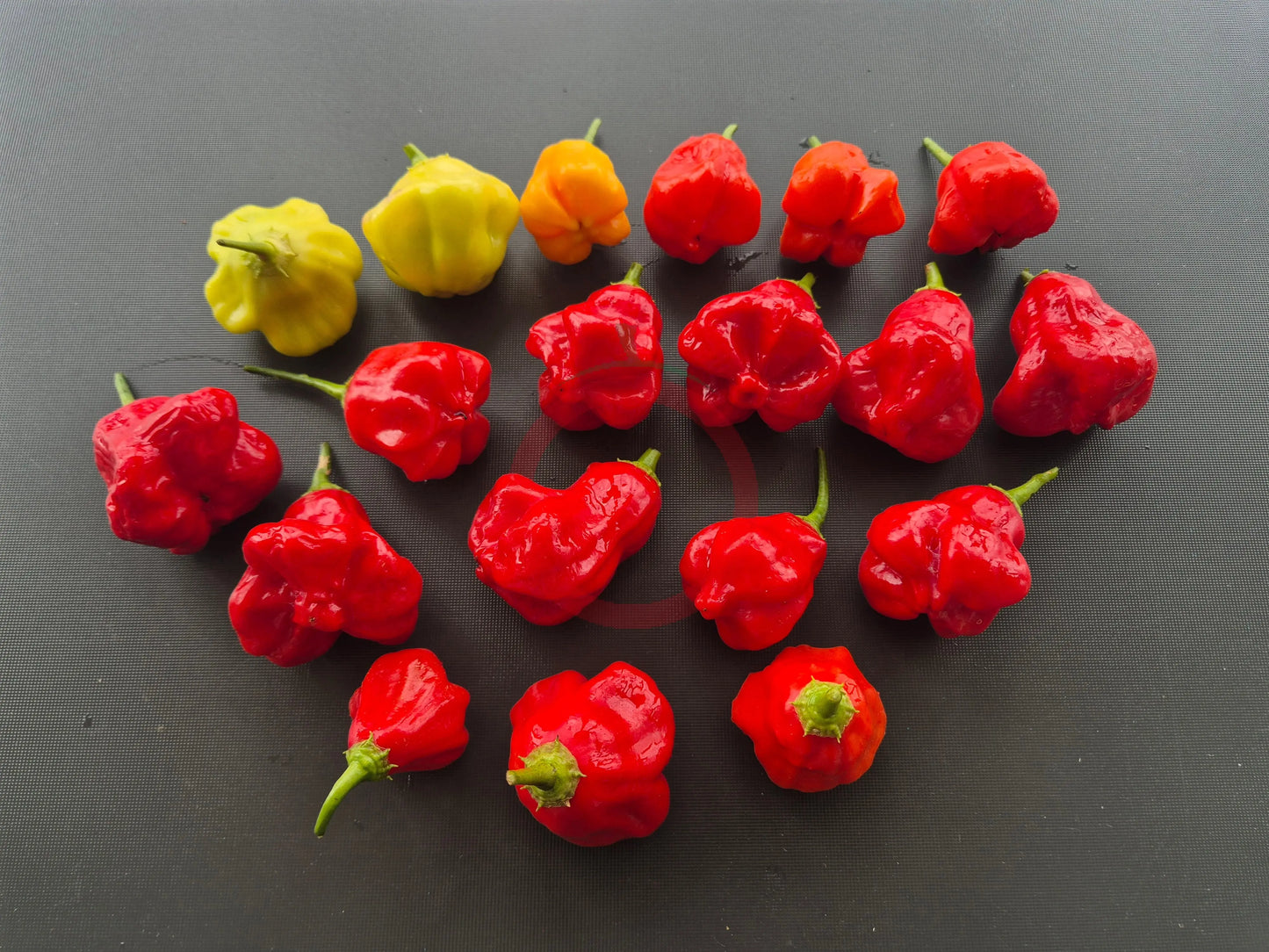 Aji Champion DER TOMATENFLÜSTERER