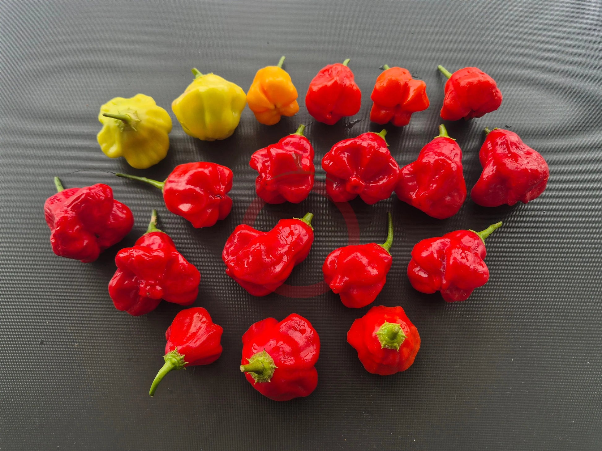 Aji Champion DER TOMATENFLÜSTERER
