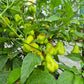 Aji Champion DER TOMATENFLÜSTERER