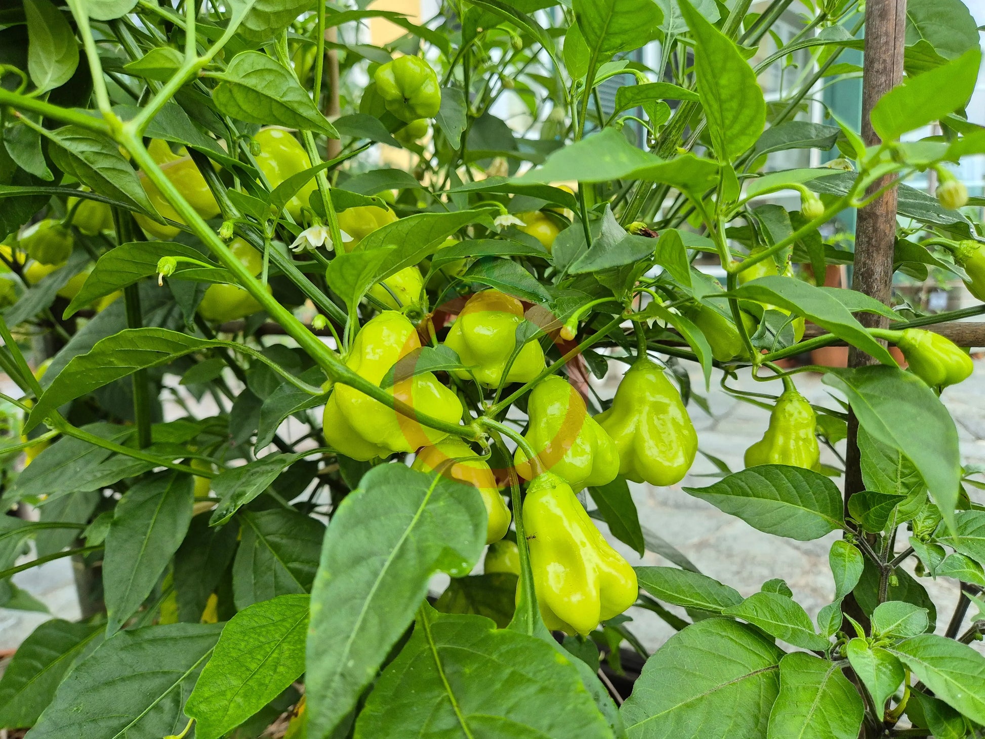 Aji Champion DER TOMATENFLÜSTERER