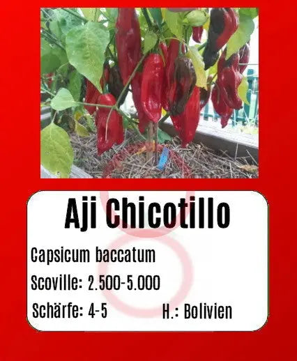 Aji Chicotillo DER TOMATENFLÜSTERER
