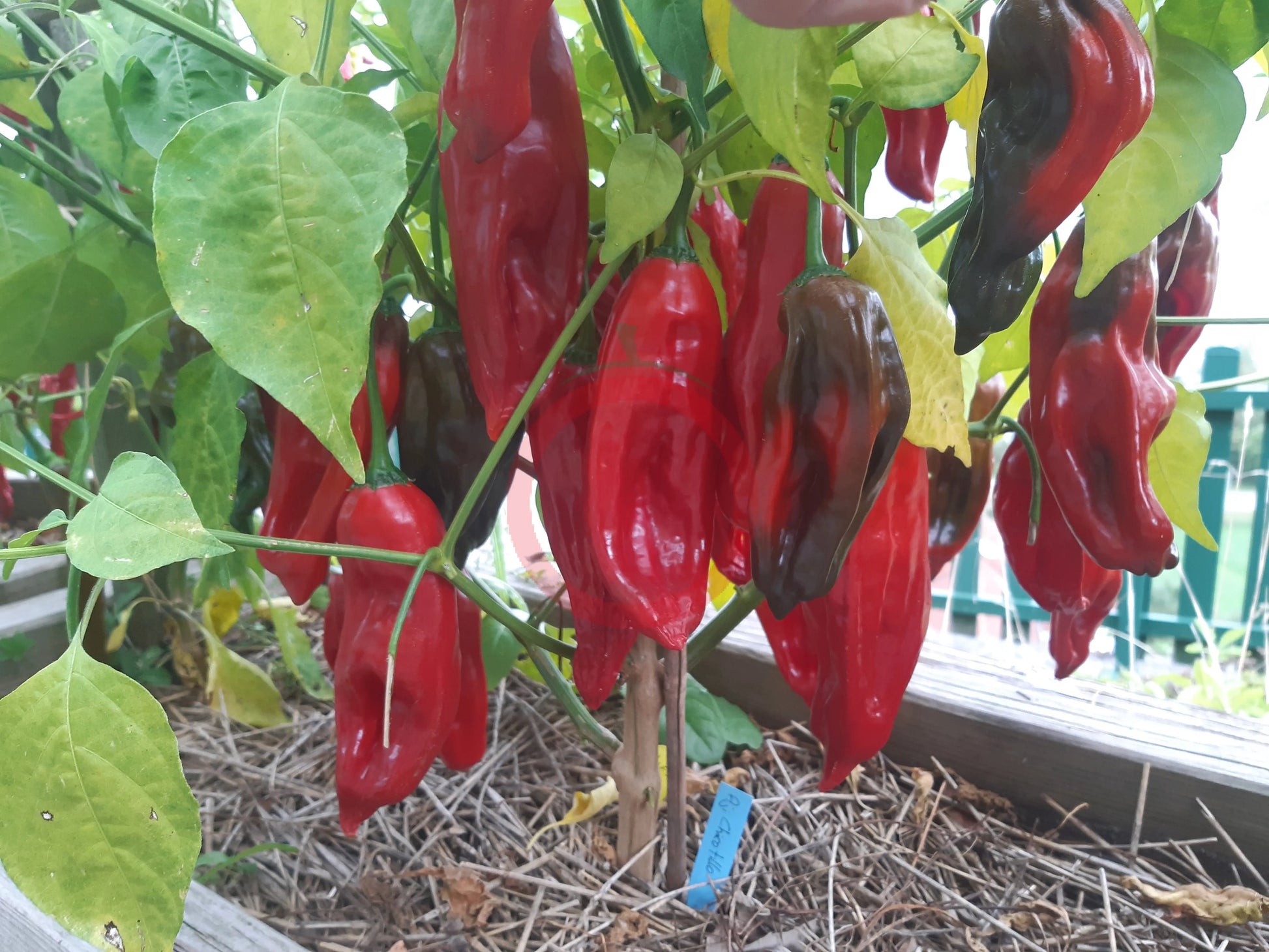 Aji Chicotillo DER TOMATENFLÜSTERER