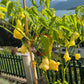 Aji Confusion DER TOMATENFLÜSTERER