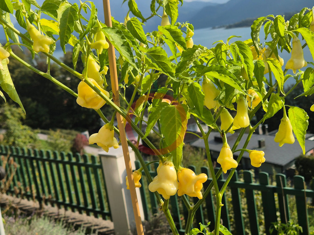Aji Confusion DER TOMATENFLÜSTERER